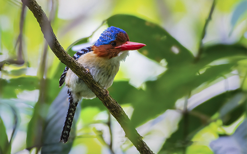Banded Kingfisher (Lacedo pulchella) at Cat Tien Birding Trails - Southern Vietnam. Photo by: Phuc Le - Vietnam Bird Photography Tours - Vietbirdphototours.com